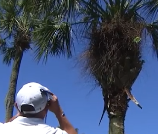 Scott Stallings tee shot stuck in tree, THE PLAYERS Championship, 3/11/2023