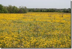 Feild of Yellow