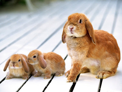 Cute Rabbit Normal Resolution HD Wallpaper 13