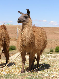 peruvian lama