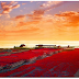 Panjin Red Beach in China