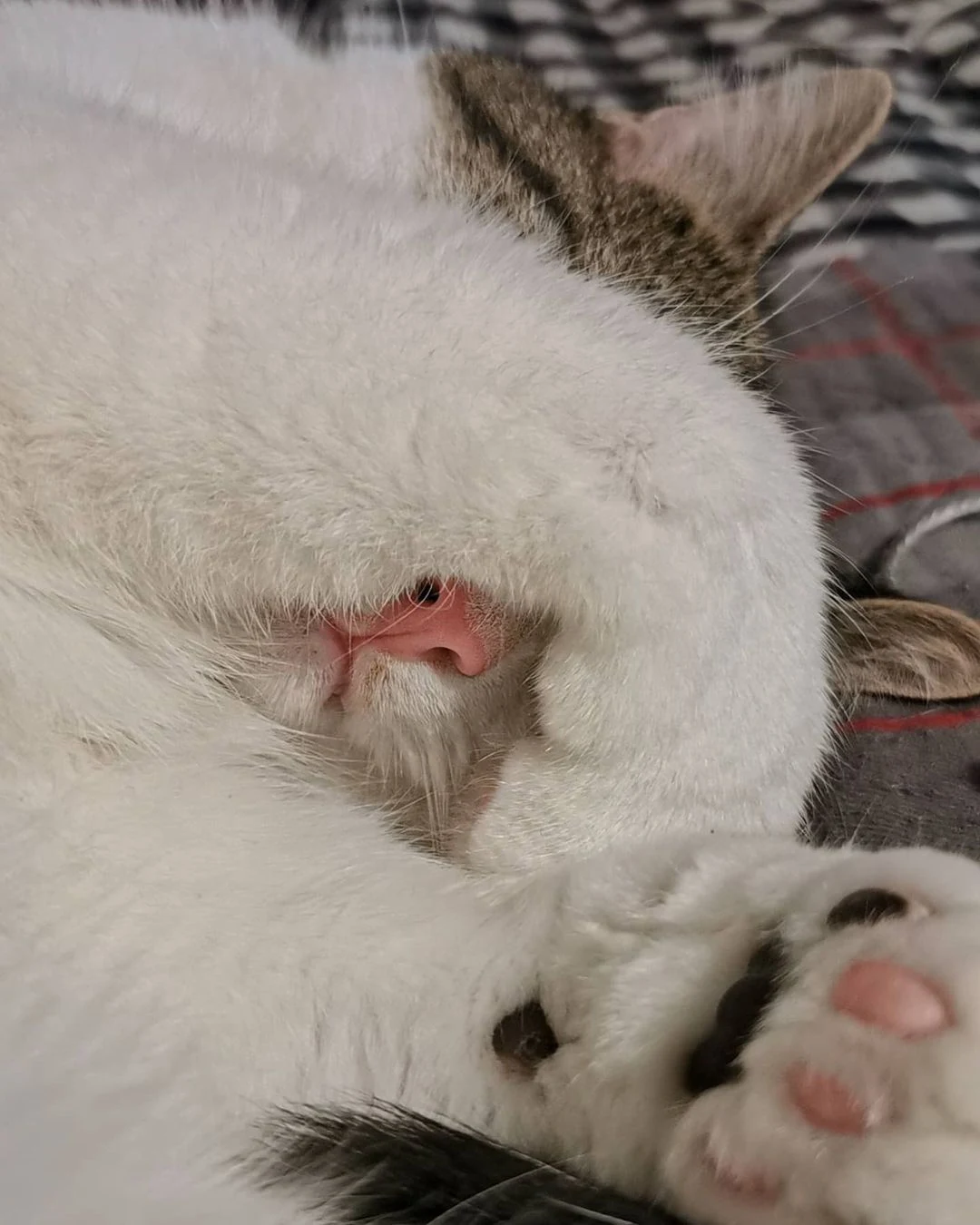 cute cat paws