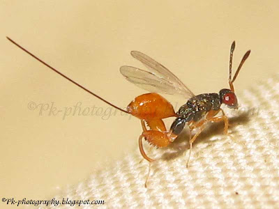 Chalcid Wasp