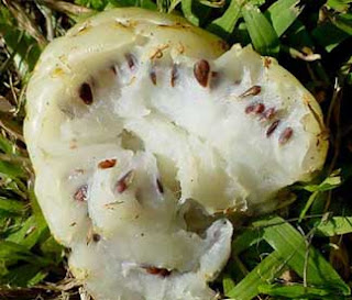 Noni fruit juice should not be eating in patients with kidney disease.