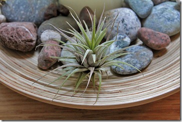 tillandsia