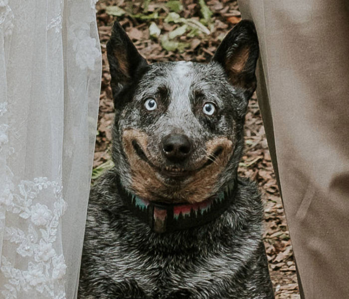 Dog photobombs her owners’ wedding picture