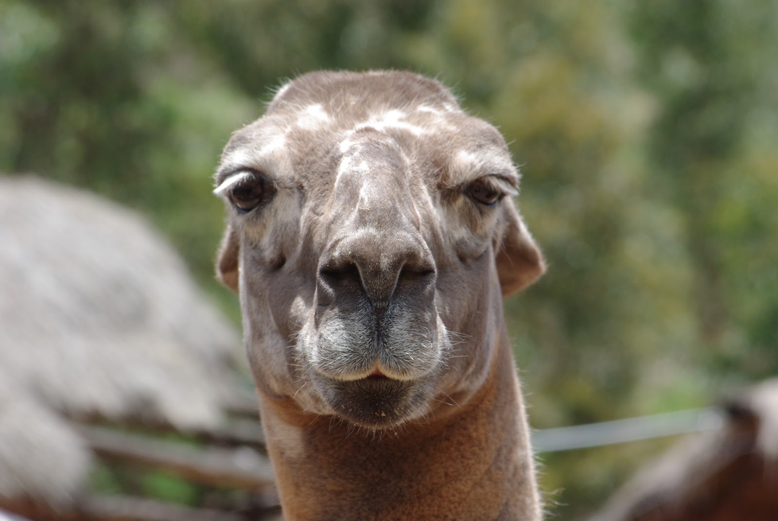 Download Funny Llamas Nice Photos | All Funny