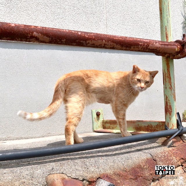 【男木島】港邊慵懶貓咪陪逛　充滿藝術風情的島嶼山城