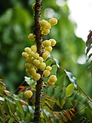 Phyllanthus Acidus