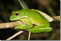 Tree Frog