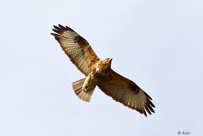 Common Buzzard - winter visitor