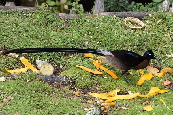 Brown Sicklebill, Epimachus Meyeri, Bird Of Paradise