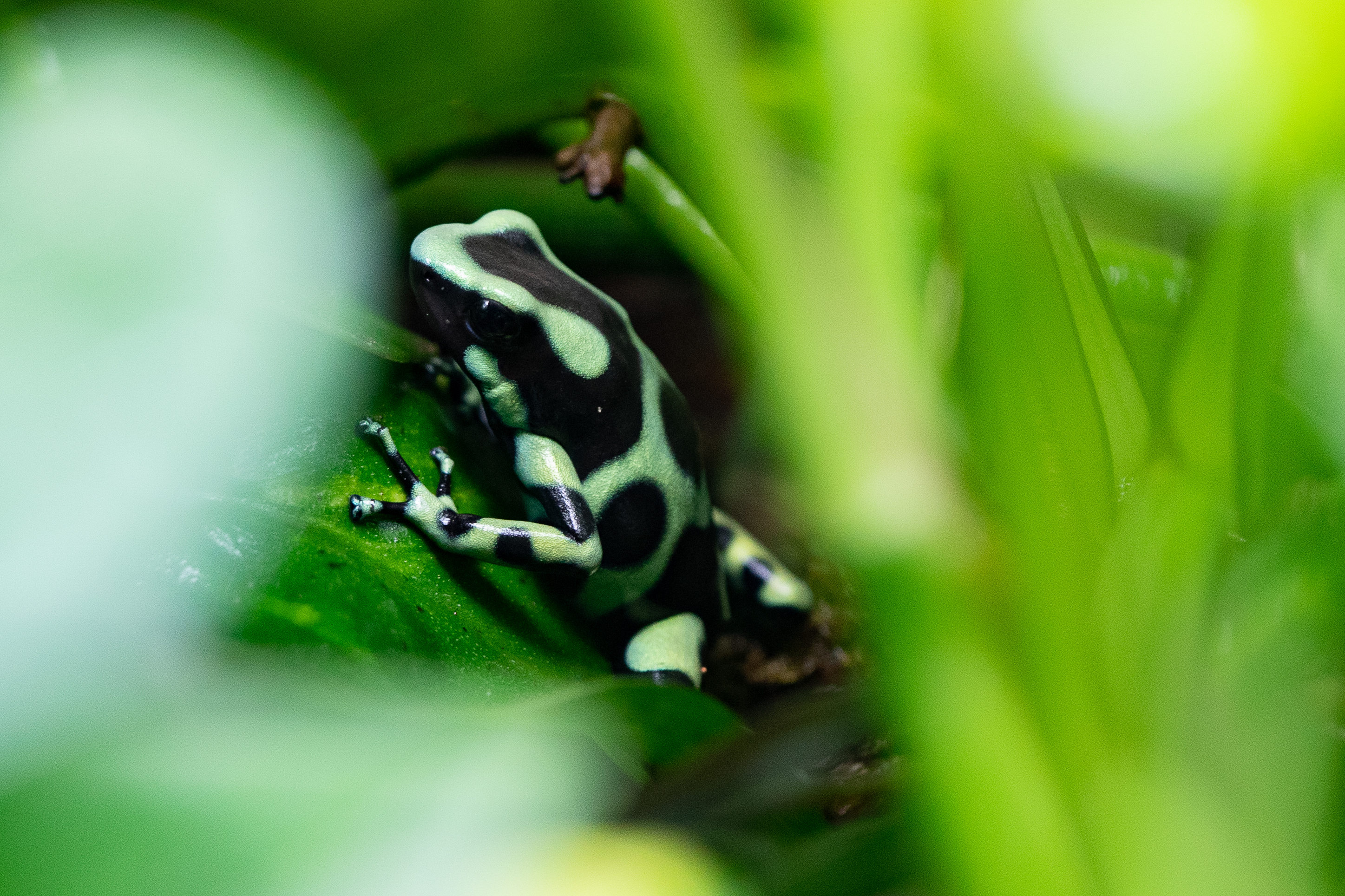 poison dart frog HD wallpapers backgrounds