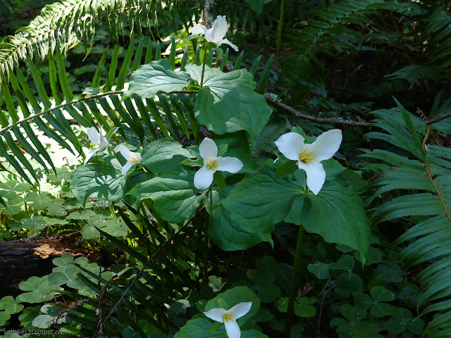 big white flowers