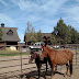 Russell B. Hunston - Central Oregon Professional Horse Trainer -
541-323-6945