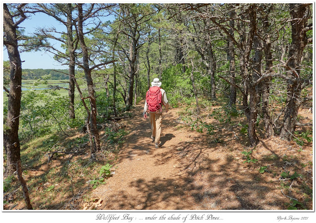 Wellfleet Bay: ... under the shade of Pitch Pines...