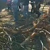 Cae rama de árbol sobre mujer en Santa Cruz Xoxocotlán, Oaxaca