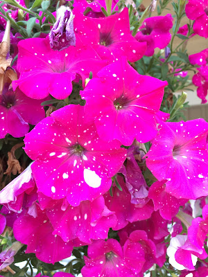 flowers outside restaurant 