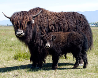 yak