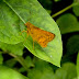 Butterfly : the Dark Palm Dart - Telicota ancilla  from  Rejang Land Sumatra