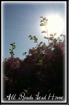 lilacs bloomed5 ARLH