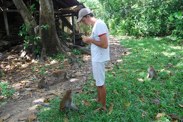 Обезьяны на Рейли-бич - monkey on the Railay Beach