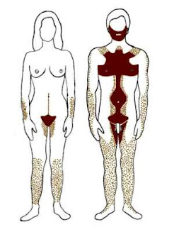 male and female hair distribution