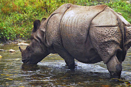 Rhino body without horn found