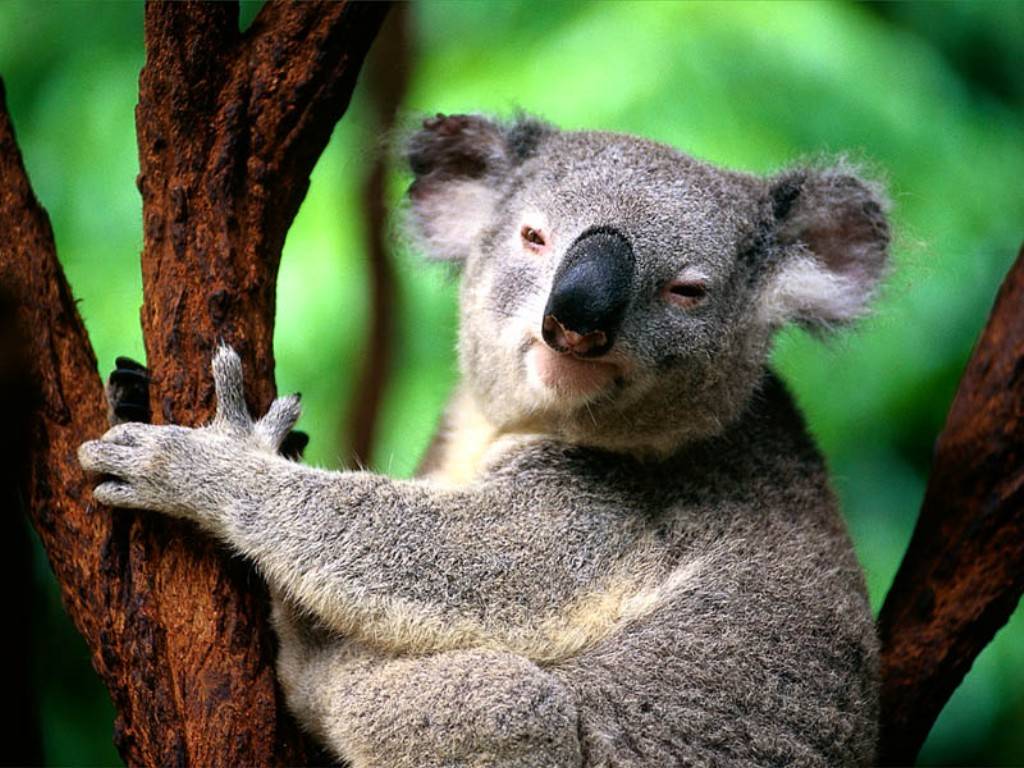 funny koala wallpaper