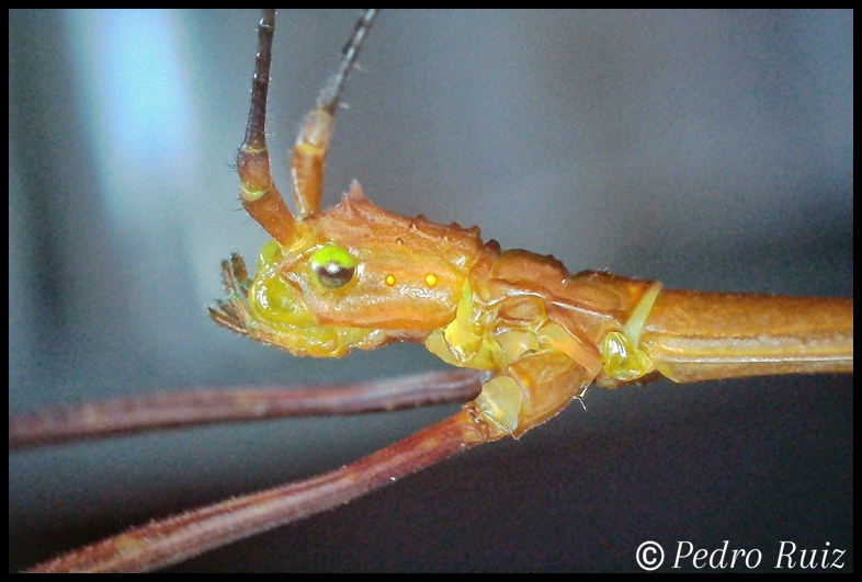 Detalle de la cabeza de un macho adulto de Myronides sp. "Peleng"