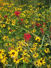 meadow, Mt. Cuba Center