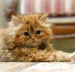gambar kucing persia
