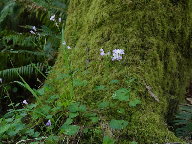 milkmaids in the moss at the bottom of a tree