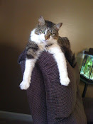 Our Cats