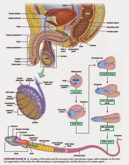 Gambar Histologi Sistem Reproduksi Pria  Manusia Lengkap 