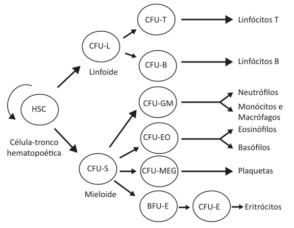 A figura a seguir representa um esquema da hematopoese, em que CFU é Unidade Formadora de Colônia e BFU é Unidade Formadora de Explosão