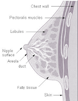 women breast cancer anatomy