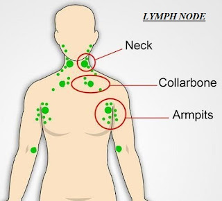 Lymph nodes Organs of Immune System Learn Biotechnology with DeepaliTalk
