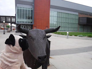 a plush pug faces a large metal sculpture of a bull, which sits next to a grassy space in front of a gray building with a wall of windows.