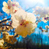 10each blossoms and blue sky in spring photographs, come to see our collection