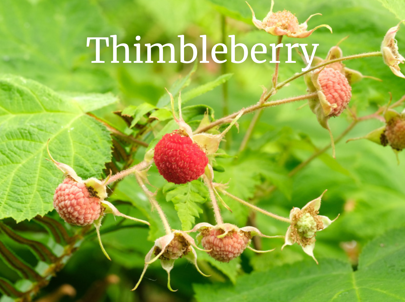 thimbleberry botany with brit