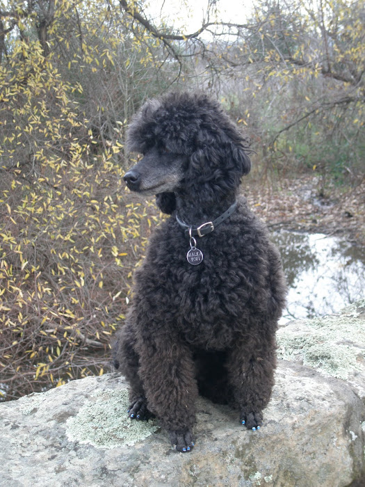 Yofi the Poodle