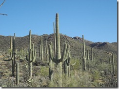 DSCN3086