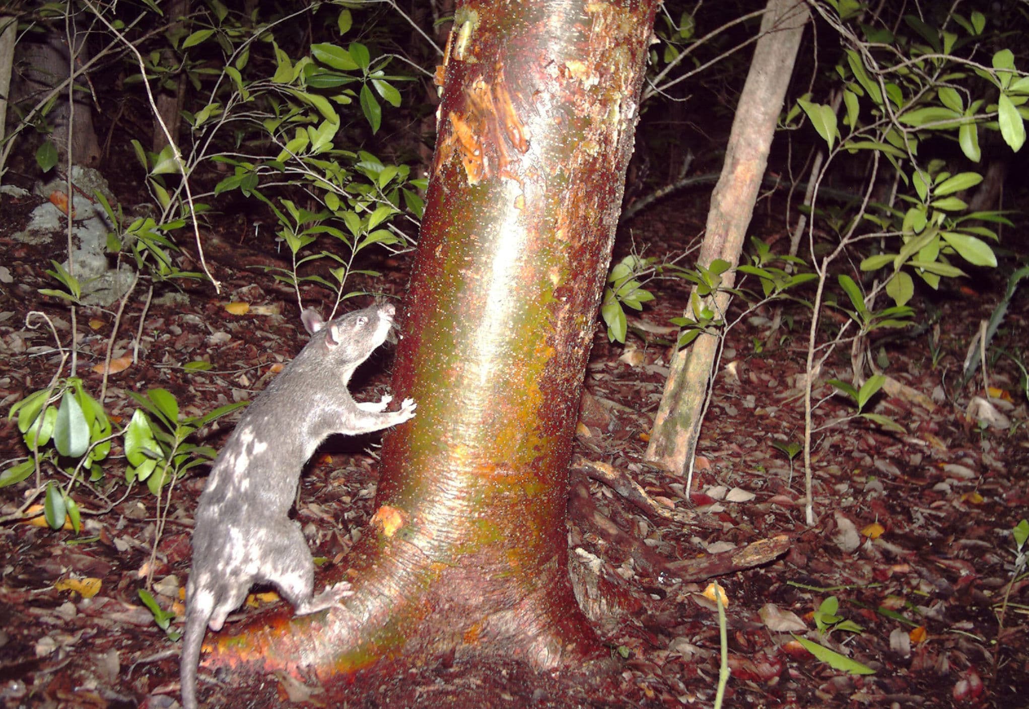 About The Gambian Pouched Rat, A Mine Cleaner From Africa