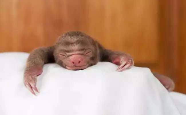 Organization Rehabilitates Baby Sloths That Lost Their Moms