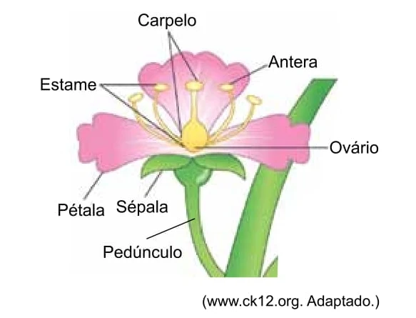 Santa Casa 2020 Suponha que a figura esquematizada represente a flor do cajueiro