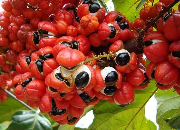 A Lenda do Guaraná