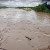 Sungai Lariang Mempunyai Potensi Ancaman Keselamatan Bagi Manusia dan Alam Sekitar