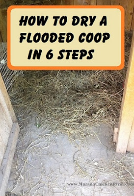How to dry a wet coop