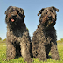 Bouvier des Flandres